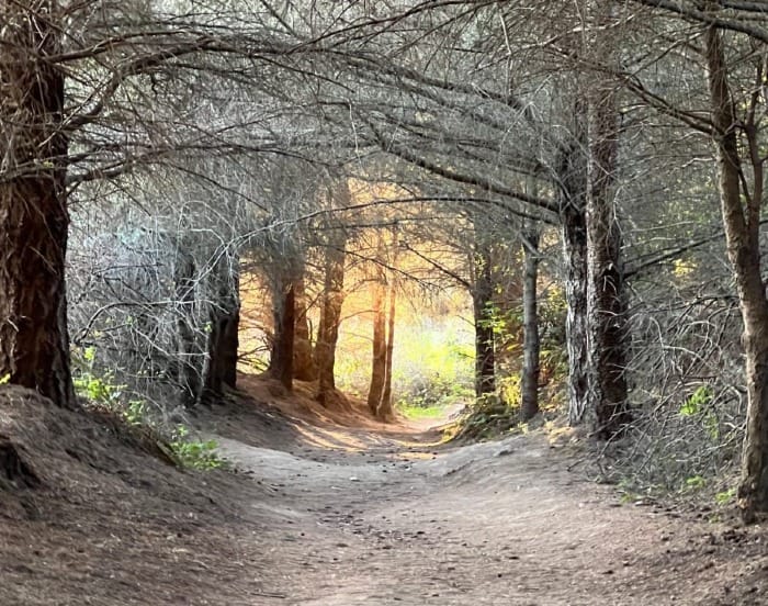 A path through a grove of leafless trees that make a kind of tunnel, at the end of which a golden light from the sun glows.